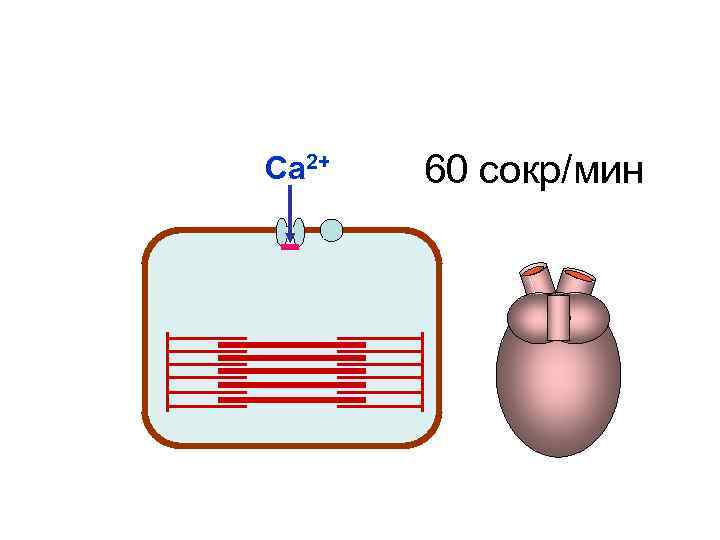 Са 2+ 60 сокр/мин Са 2+ 60 сокр/мин