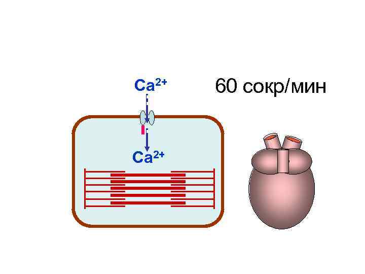Са 2+ 60 сокр/мин Са 2+ Са 2+ 60 сокр/мин Са 2+