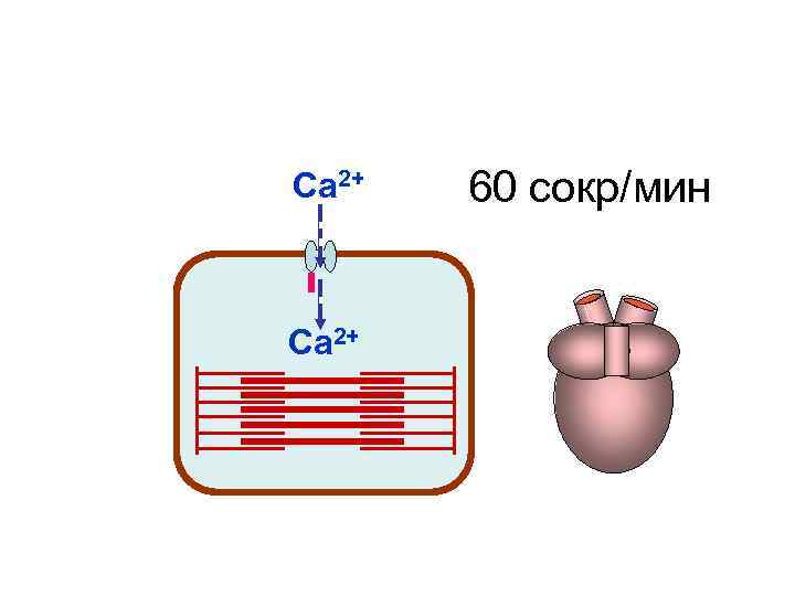 Са 2+ 60 сокр/мин Са 2+ Са 2+ 60 сокр/мин Са 2+