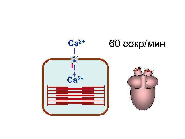Са 2+ 60 сокр/мин Са 2+ Са 2+ 60 сокр/мин Са 2+