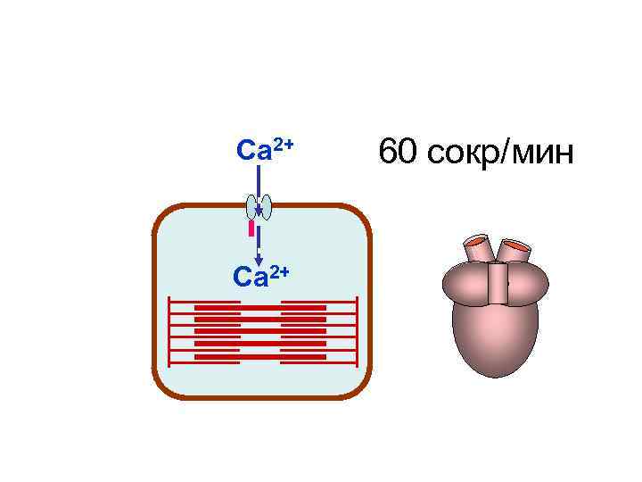 Са 2+ 60 сокр/мин Са 2+ Са 2+ 60 сокр/мин Са 2+