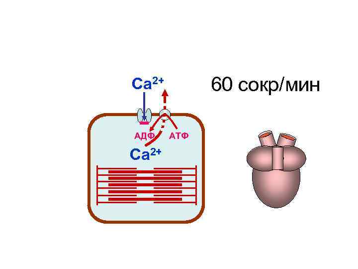 Са 2+ 60 сокр/мин АДФ АТФ Са 2+ Са 2+ 60 сокр/мин АДФ АТФ Са 2+