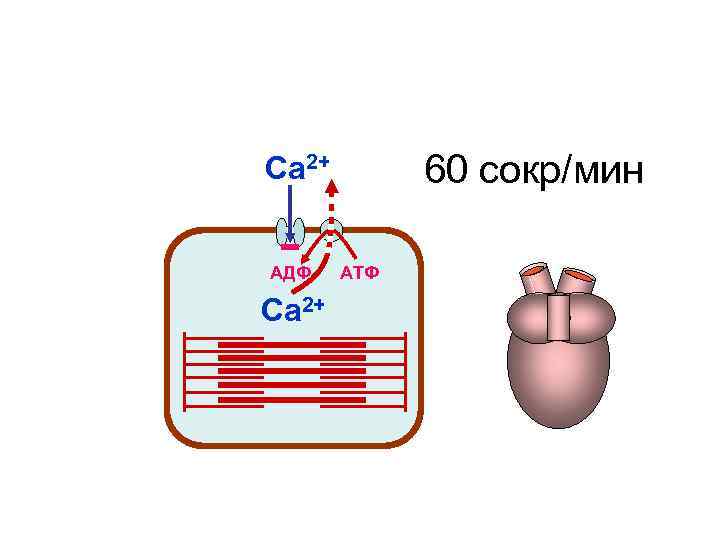 Са 2+ 60 сокр/мин АДФ АТФ Са 2+ Са 2+ 60 сокр/мин АДФ АТФ Са 2+