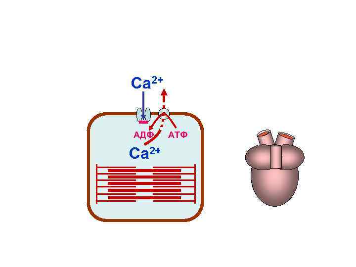 Са 2+ АДФ АТФ Са 2+ Са 2+ АДФ АТФ Са 2+