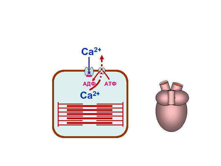 Са 2+ АДФ АТФ Са 2+ Са 2+ АДФ АТФ Са 2+