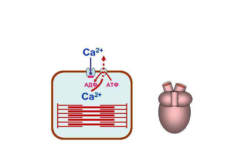 Са 2+ АДФ АТФ Са 2+ Са 2+ АДФ АТФ Са 2+