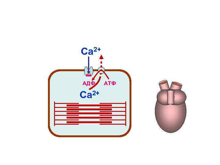 Са 2+ АДФ АТФ Са 2+ Са 2+ АДФ АТФ Са 2+