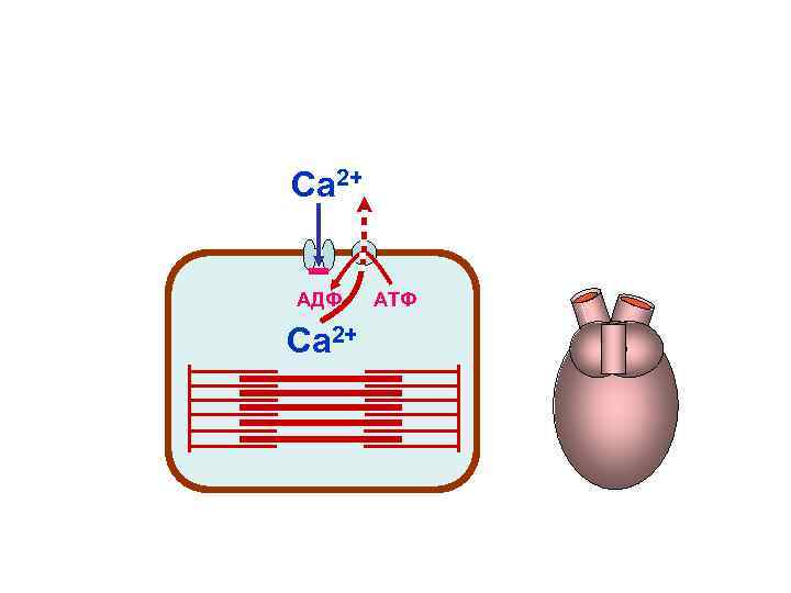 Са 2+ АДФ АТФ Са 2+ Са 2+ АДФ АТФ Са 2+