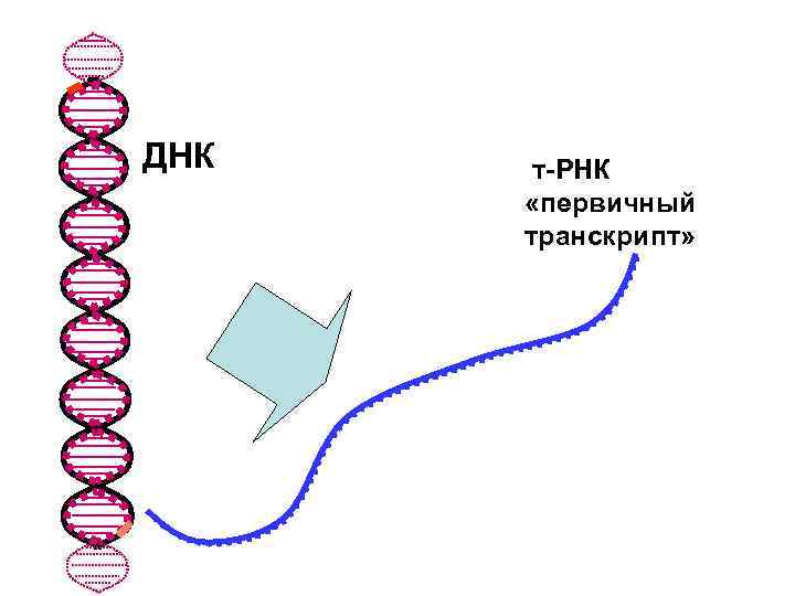ДНК  т-РНК  «первичный  транскрипт» 