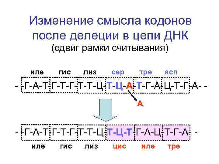 Открытая рамка считывания. Делеция сдвиг рамки считывания. Мутации (делеция, сдвиг рамки считывания). Сдвиг рамки считывания в генной мутации. Мутации со сдвигом рамки считывания генетического кода.