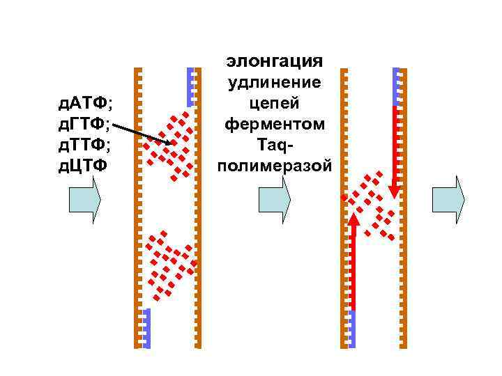   элонгация   удлинение д. АТФ;  цепей д. ГТФ; ферментом д.
