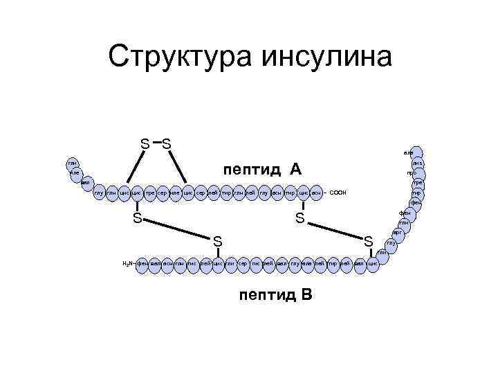     Структура инсулина      S S 