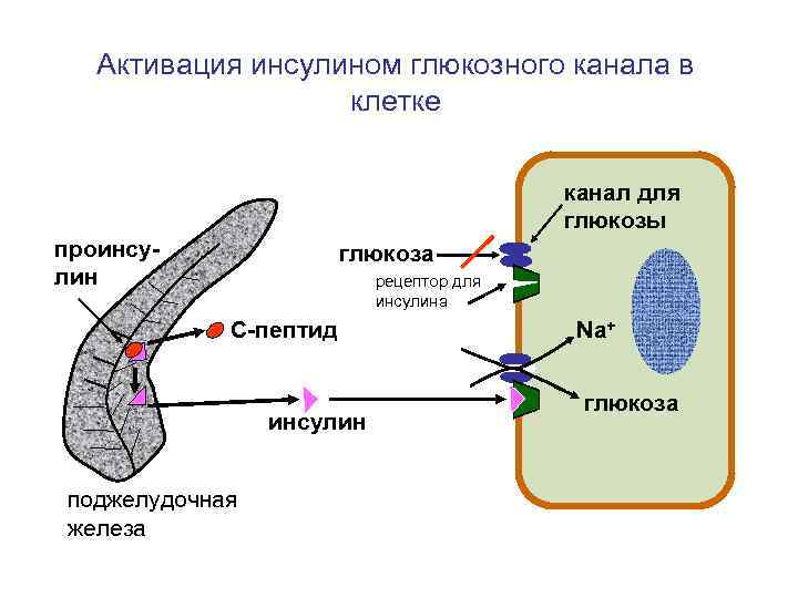   Активация инсулином глюкозного канала в    клетке   