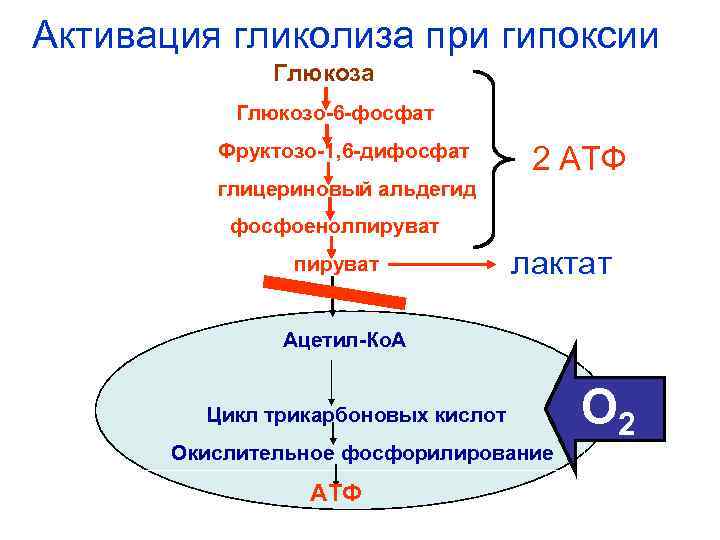 Гликолиз лактат пируват. Глюкоза глюкозо-6-фосфат пируват. Гликолиз при брожении. Глюкозо 6 фосфат в лактат.