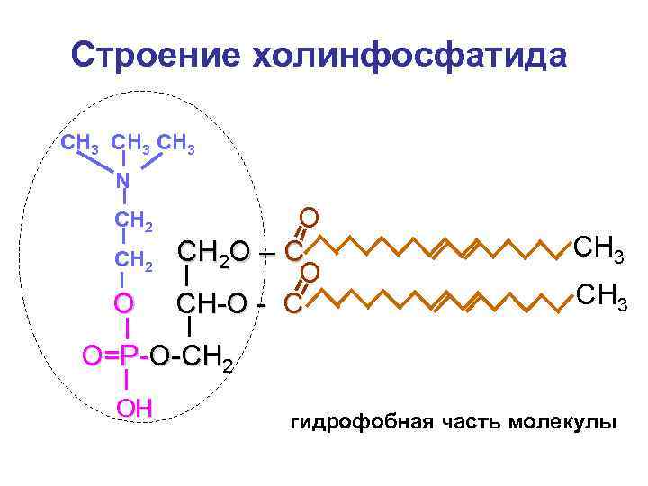 Строение холинфосфатида СН 3 N CH 2  О СН 2 О – С