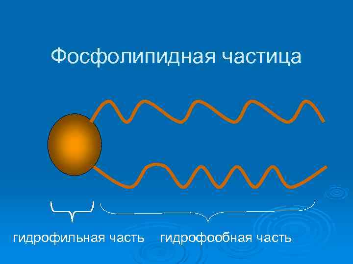  Фосфолипидная частица гидрофильная часть  гидрофообная часть 