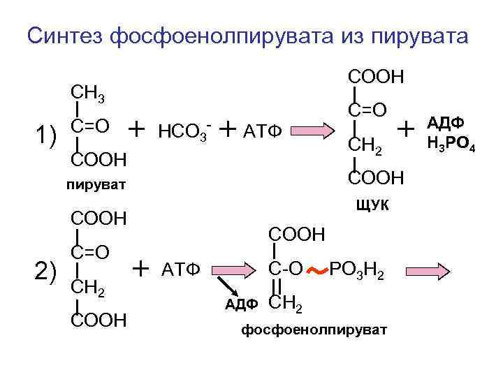 Синтез фосфоенолпирувата из пирувата       СООН СН 3 
