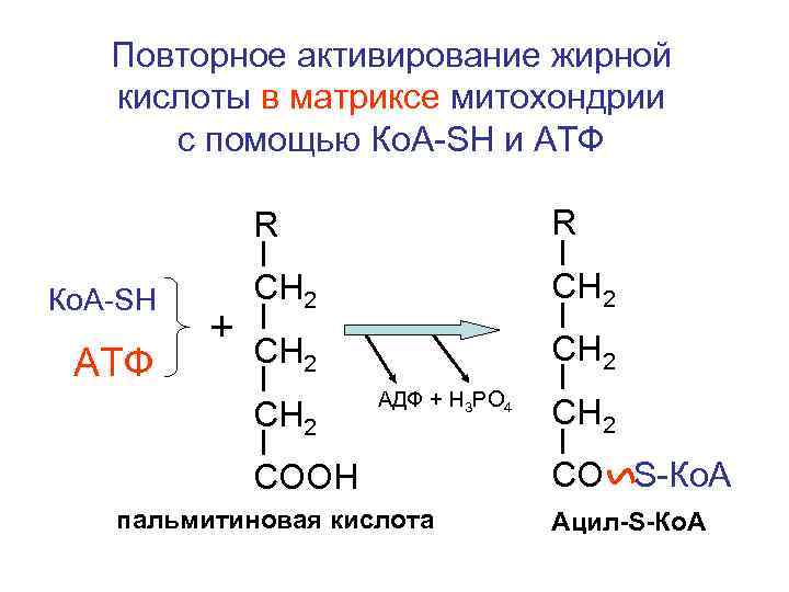   Повторное активирование жирной  кислоты в матриксе митохондрии  с помощью Ко.