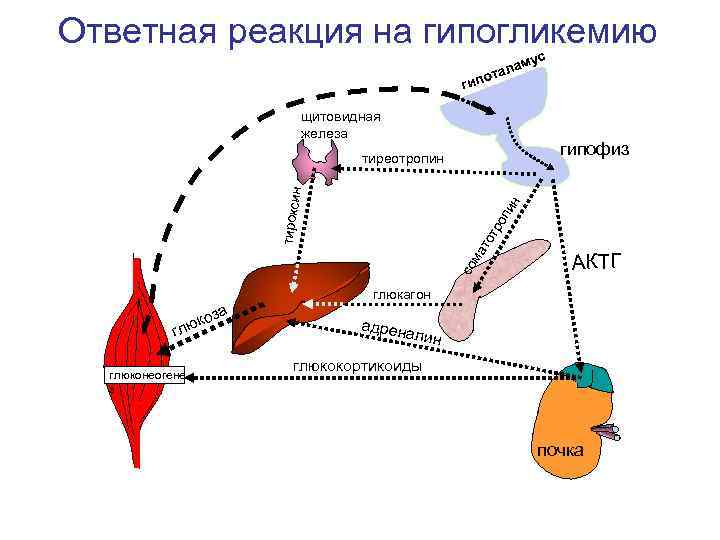Ответная реакция на гипогликемию      ам ус   