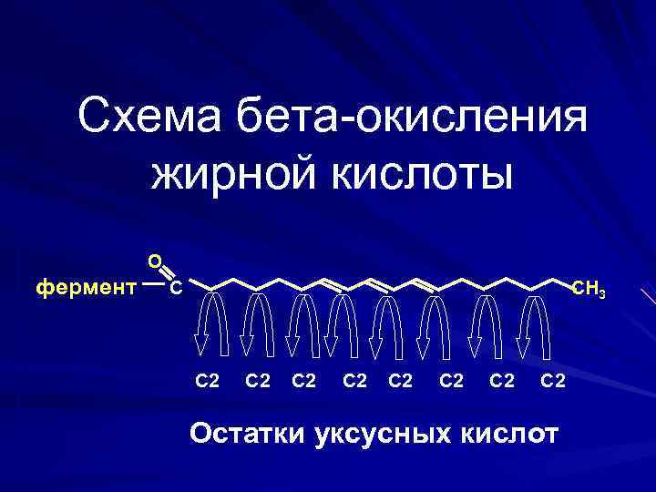  Схема бета-окисления жирной кислоты  О фермент  С    СН