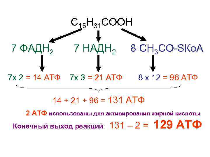    С 15 Н 31 СООН 7 ФАДН 2  7 НАДН