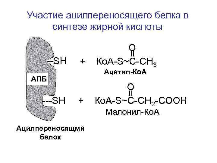  Участие ацилпереносящего белка в  синтезе жирной кислоты     