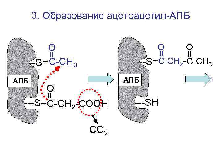 3. Образование ацетоацетил-АПБ   О О  --S ~С-СН 3  
