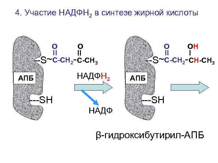 4. Участие НАДФН 2 в синтезе жирной кислоты   О О  ОН