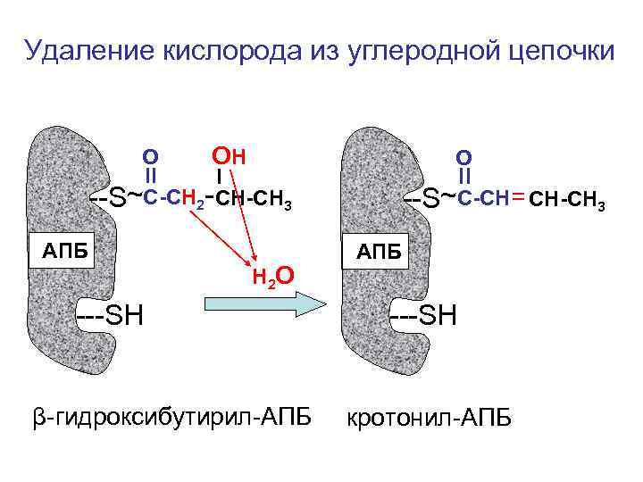 Удаление кислорода из углеродной цепочки   О  ОН    О
