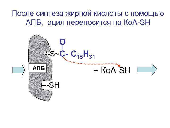 После синтеза жирной кислоты с помощью  АПБ, ацил переносится на Ко. А-SH 