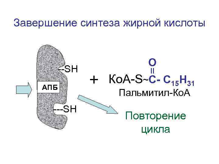 Завершение синтеза жирной кислоты     О  --SН АПБ  