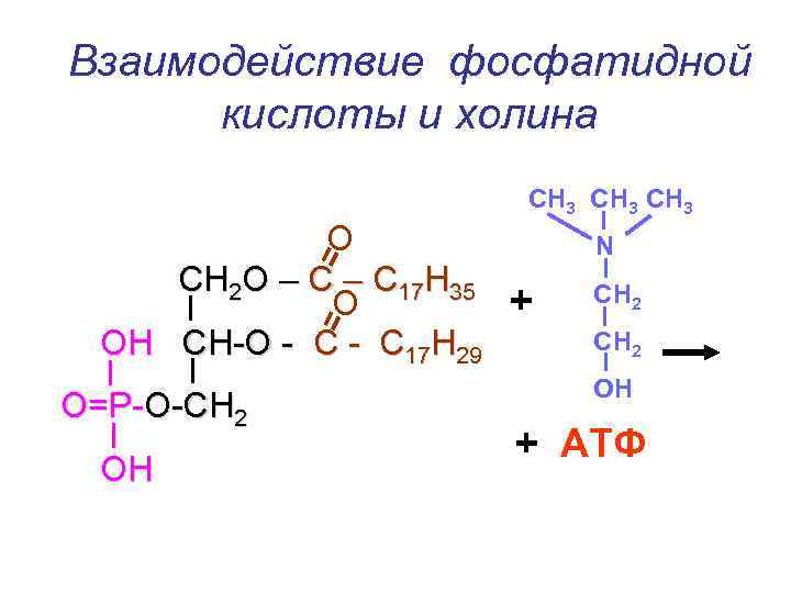 Взаимодействие фосфатидной  кислоты и холина    СН 3   О