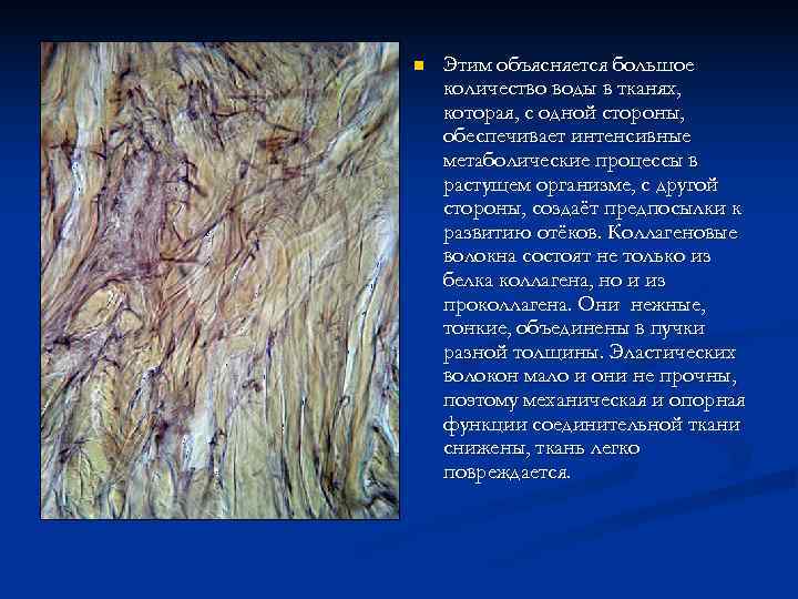 n  Этим объясняется большое количество воды в тканях, которая, с одной стороны, обеспечивает