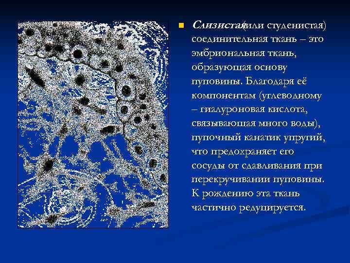 n  Слизистая   (или студенистая) соединительная ткань – это эмбриональная ткань, образующая