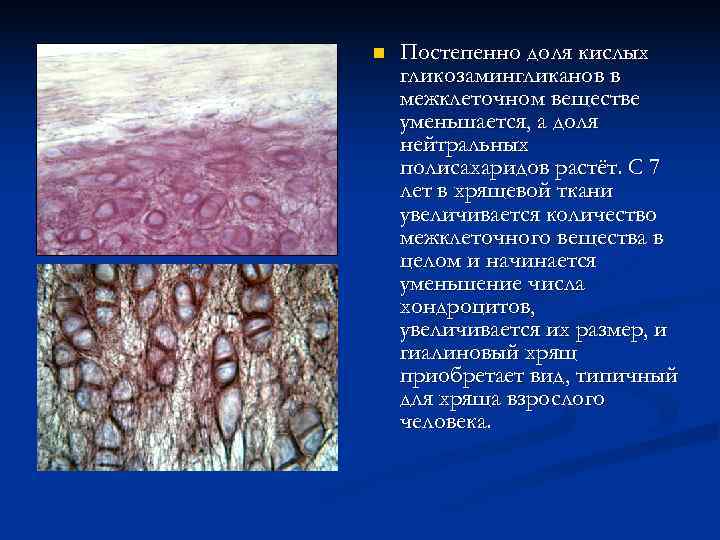 n  Постепенно доля кислых гликозамингликанов в межклеточном веществе уменьшается, а доля нейтральных полисахаридов