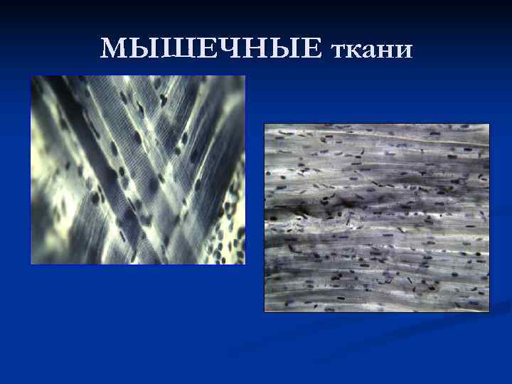МЫШЕЧНЫЕ ткани 