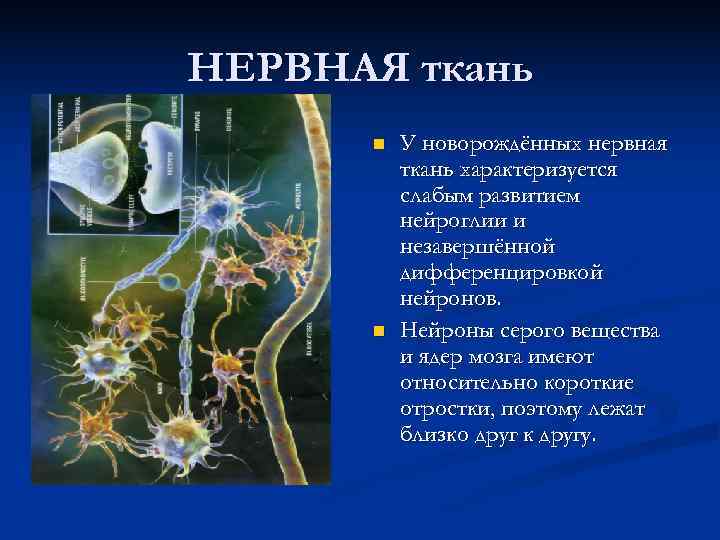 НЕРВНАЯ ткань  n  У новорождённых нервная  ткань характеризуется  слабым развитием