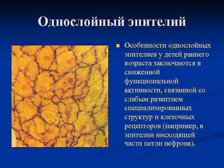 Однослойный эпителий  n  Особенности однослойных    эпителиев у детей раннего