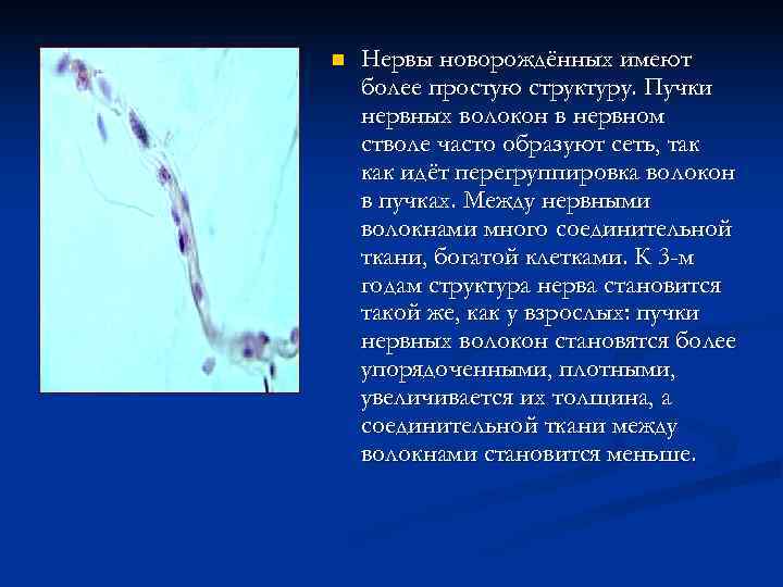 n  Нервы новорождённых имеют более простую структуру. Пучки нервных волокон в нервном стволе