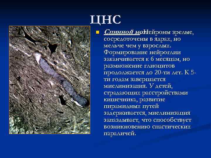 ЦНС n  Спинной мозг   . Нейроны зрелые, сосредоточены в ядрах, но
