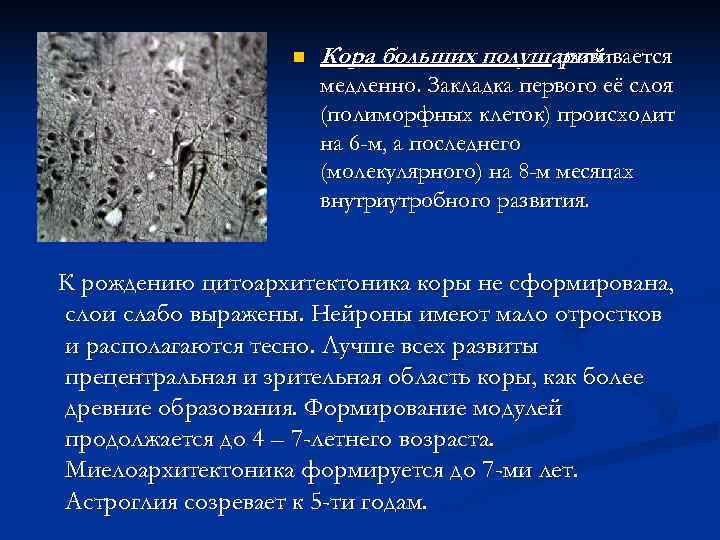     n  Кора больших полушарий    развивается 