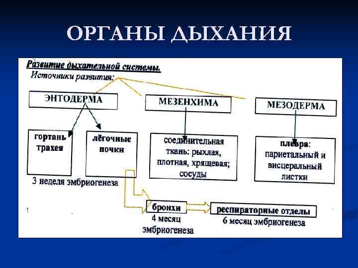 ОРГАНЫ ДЫХАНИЯ 