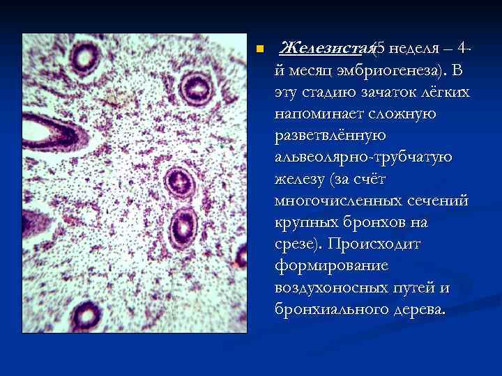 n  Железистая неделя – 4 -   (5 й месяц эмбриогенеза). В
