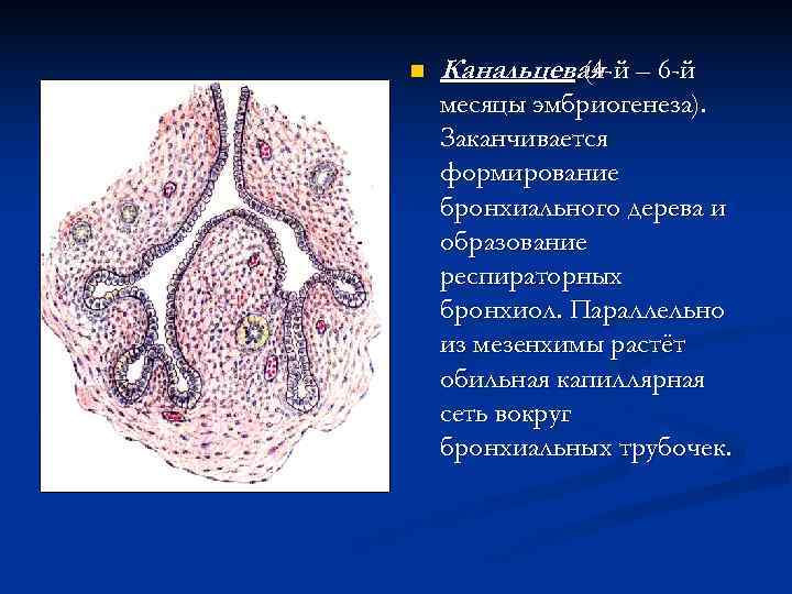 n  Канальцевая – 6 -й    (4 -й месяцы эмбриогенеза). Заканчивается