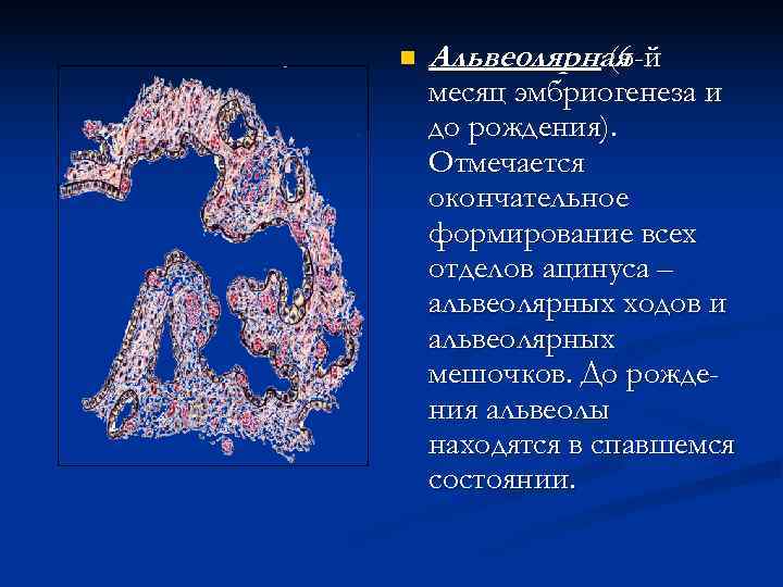n  Альвеолярная    (6 -й месяц эмбриогенеза и до рождения). Отмечается