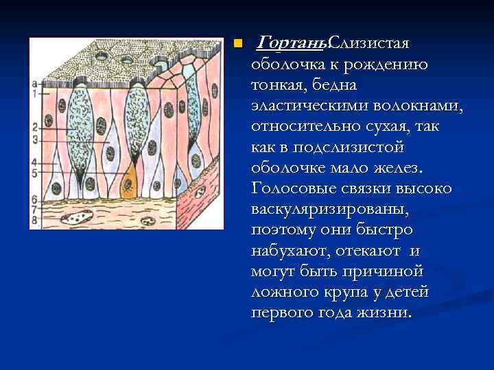 n  Гортань. Слизистая оболочка к рождению тонкая, бедна эластическими волокнами, относительно сухая, так
