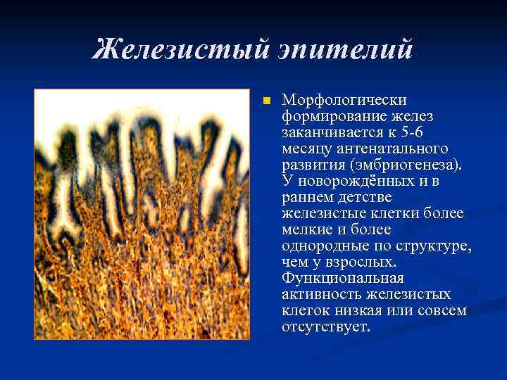 Железистый эпителий  n  Морфологически    формирование желез   