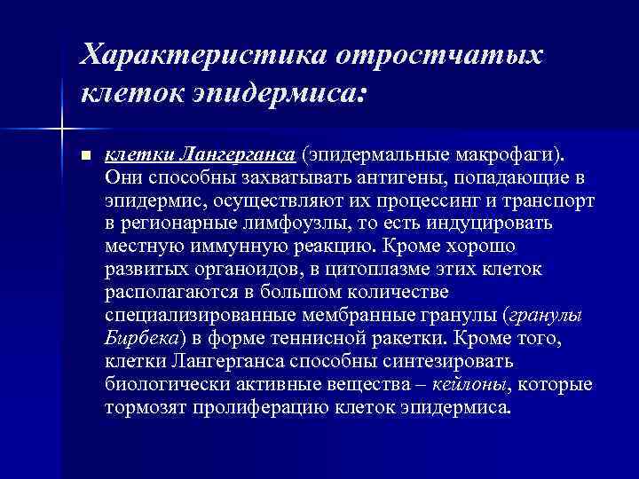Характеристика отростчатых клеток эпидермиса: n клетки Лангерганса (эпидермальные макрофаги). Они способны захватывать антигены, Характеристика отростчатых клеток эпидермиса: n клетки Лангерганса (эпидермальные макрофаги). Они способны захватывать антигены,