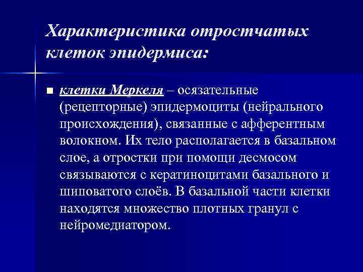 Характеристика отростчатых клеток эпидермиса: n клетки Меркеля – осязательные (рецепторные) эпидермоциты (нейрального происхождения), Характеристика отростчатых клеток эпидермиса: n клетки Меркеля – осязательные (рецепторные) эпидермоциты (нейрального происхождения),