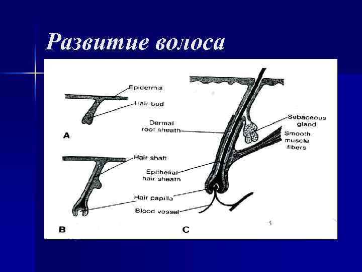 Развитие волоса Развитие волоса